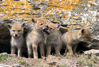 Illustration for article titled Wednesday Woof - Canis latrans Edition